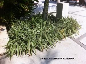 Dianella tasmanica 'Variegata'